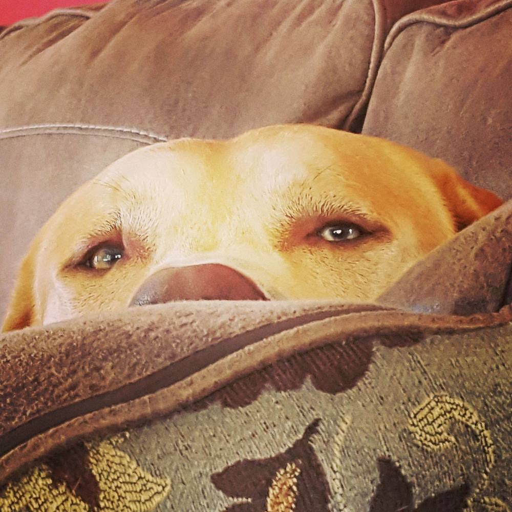 Meet your Posher, Tugger